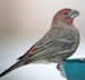 House Finch